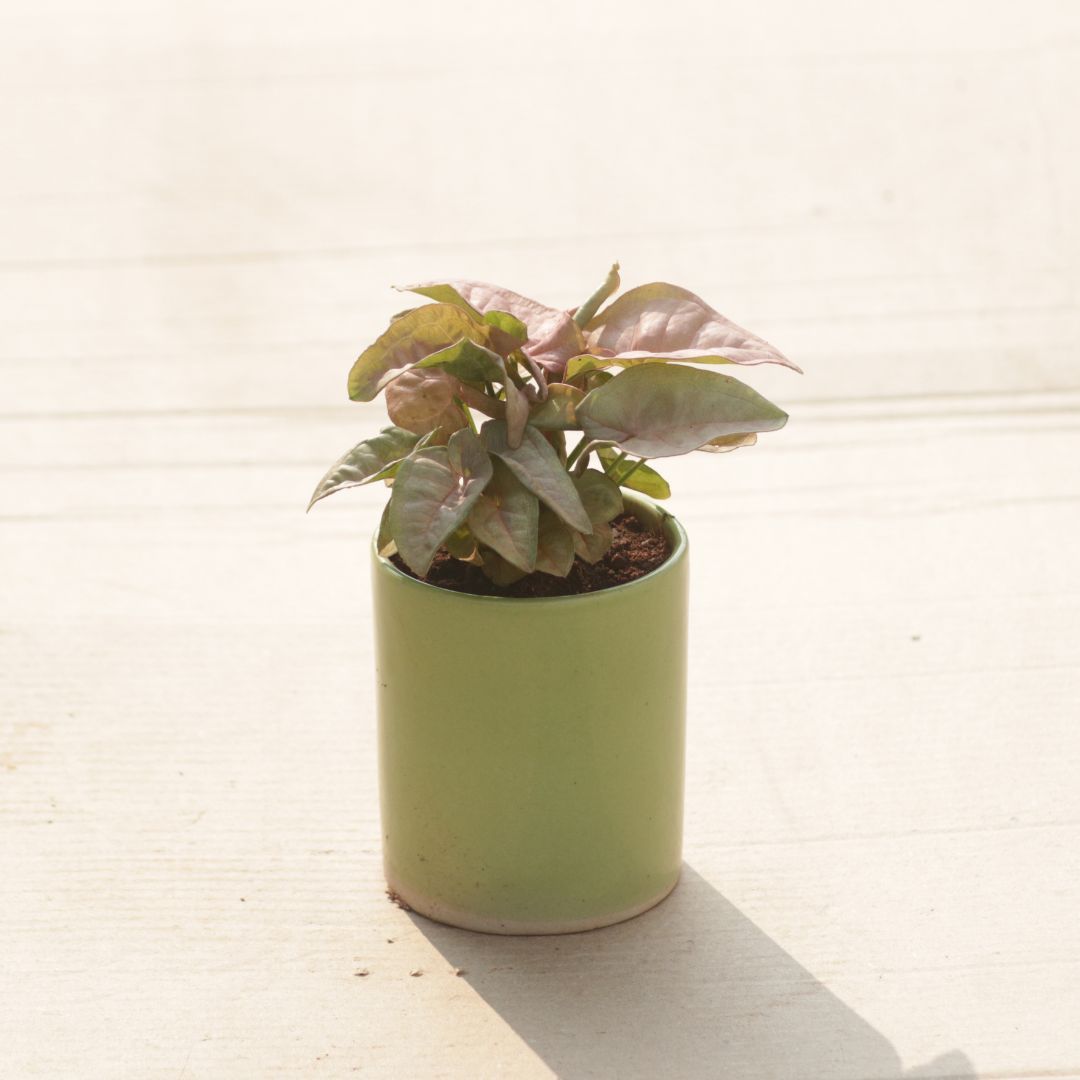 Gift Ready - Syngonium Pink in 4 Inch Green Classy Cylindrical Ceramic Pot