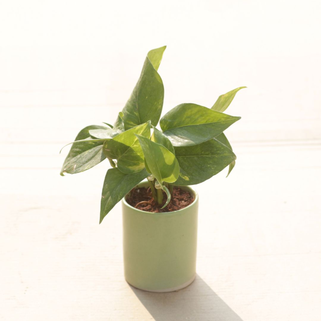 Gift Ready - Money Plant Green in 4 Inch Green Classy Cylindrical Ceramic Pot