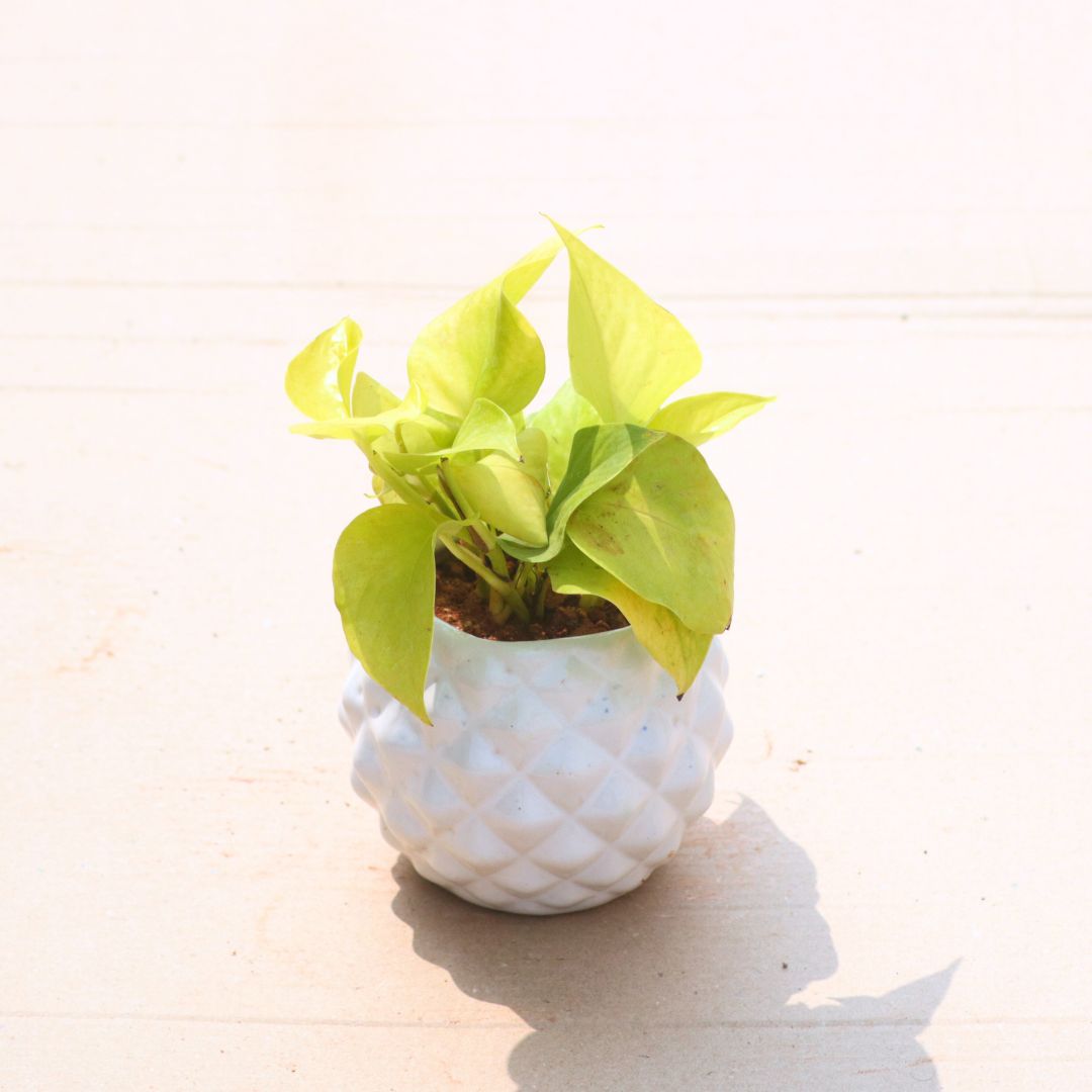 Gift Ready - Money Plant Golden in 4 Inch Classy White Pineapple Textured Ceramic Pot