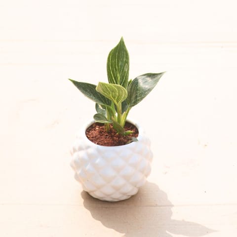 Gift Ready - Philodendron Birkin in 4 Inch Classy White Pineapple Textured Ceramic Pot