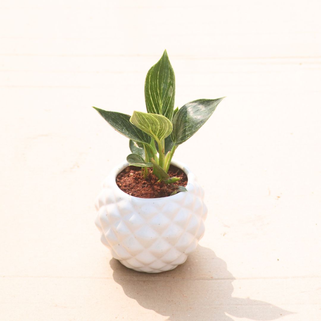 Gift Ready - Philodendron Birkin in 4 Inch Classy White Pineapple Textured Ceramic Pot