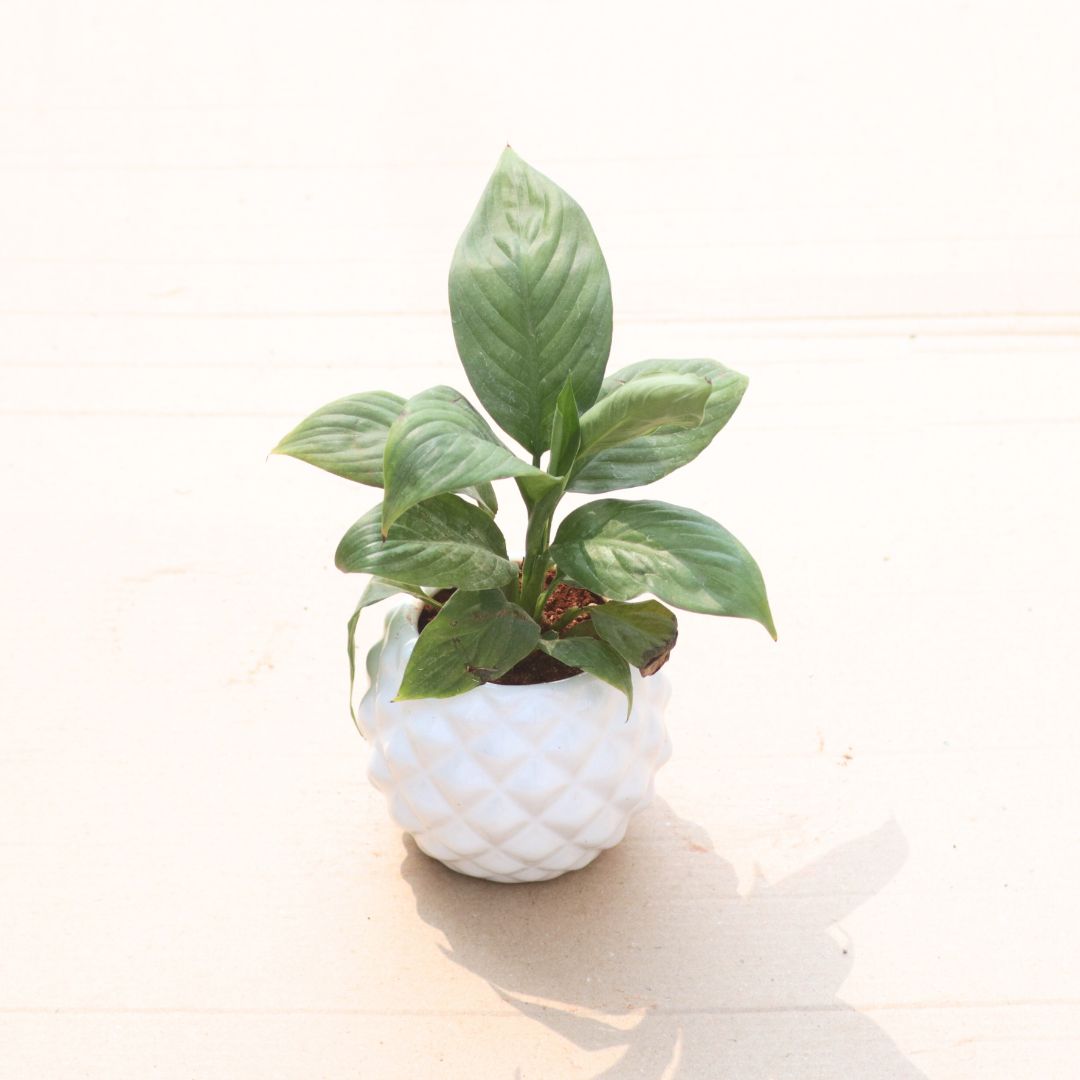 Gift Ready - Peace Lily in 4 Inch Classy White Pineapple Textured Ceramic Pot