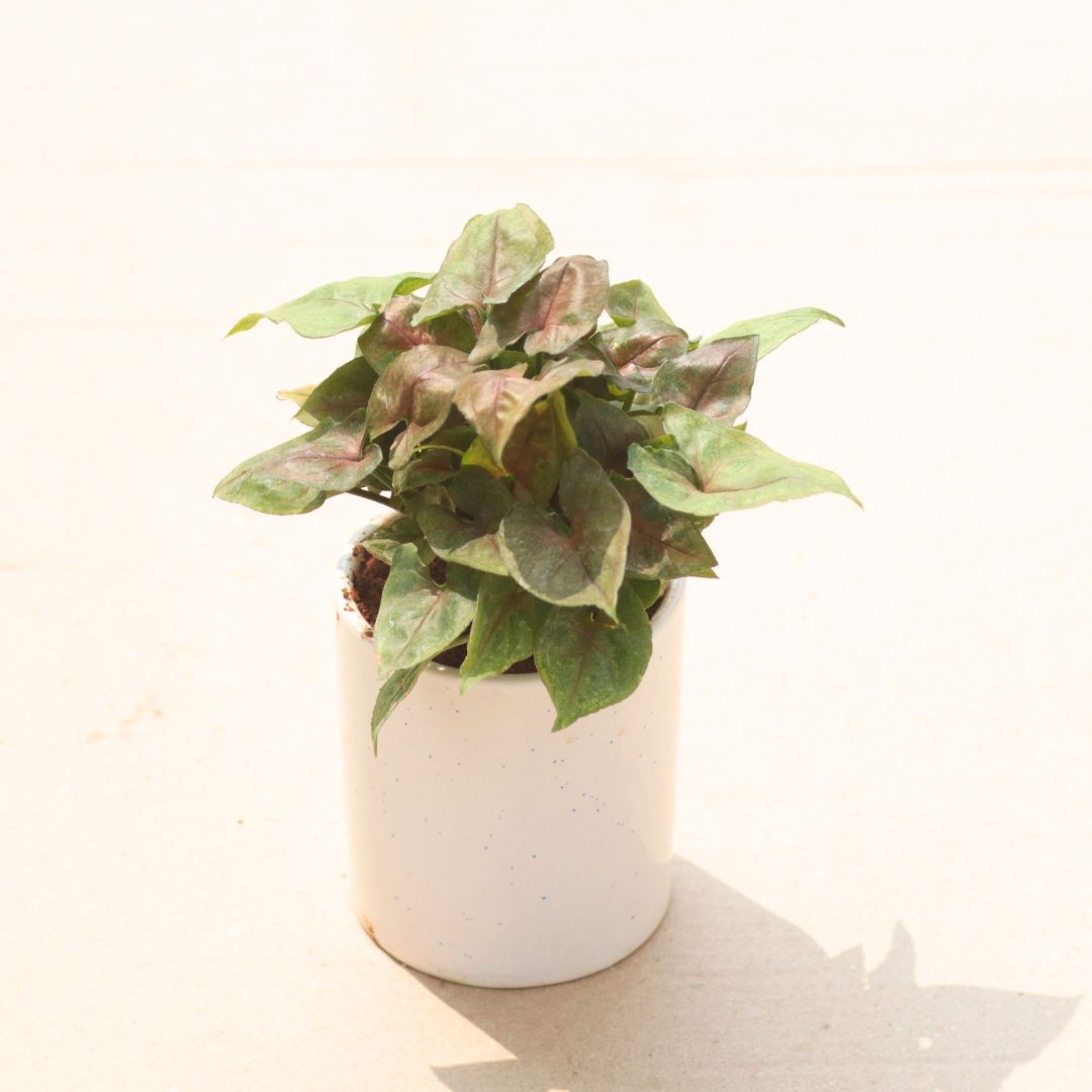 Gift Ready - Syngonium Bronze in 4 Inch White Classy Cup Ceramic Pot