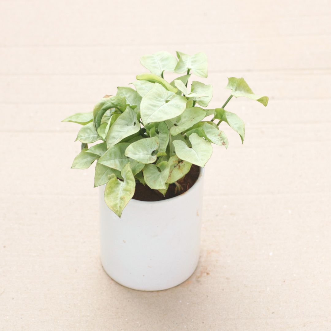 Gift Ready - Syngonium Green in 4 Inch White Classy Cylindrical Ceramic Pot