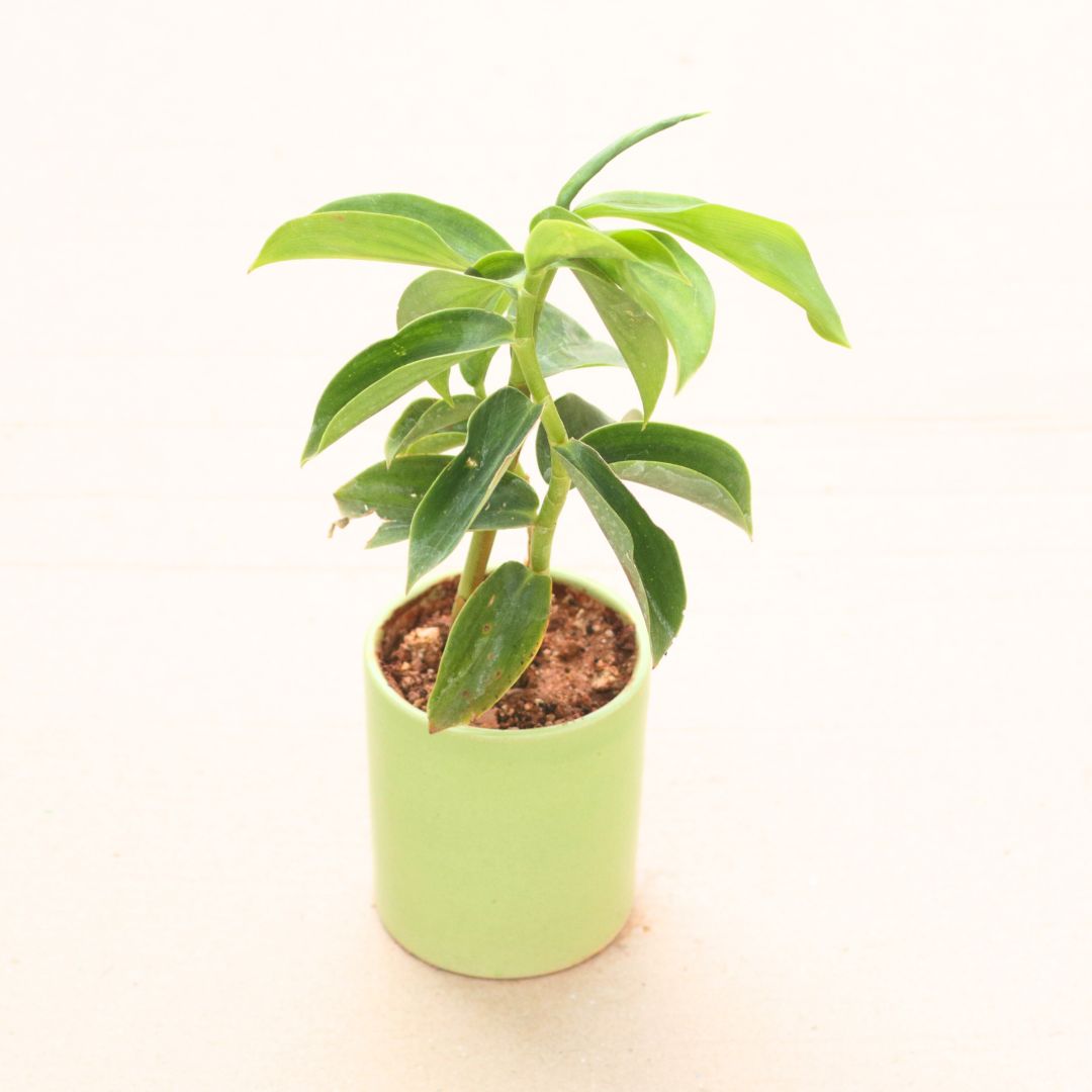 Gift Ready - Stevia / Sugar Free Plant in 4 Inch White Classy Cylindrical Ceramic Pot