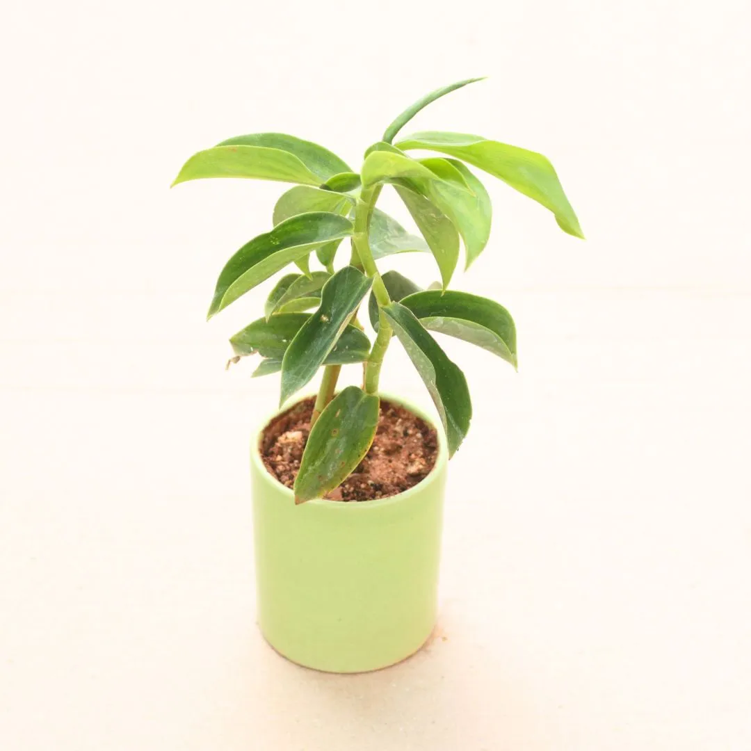Gift Ready - Stevia / Sugar Free Plant in 4 Inch White Classy Cylindrical Ceramic Pot