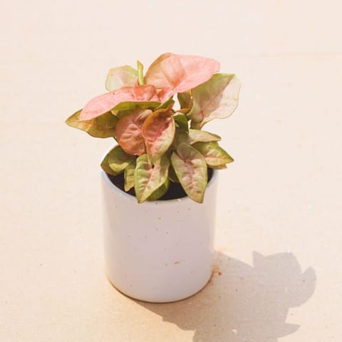 Gift Ready - Syngonium Pink in 4 Inch White Classy Cylindrical Ceramic Pot With a Chic Bag