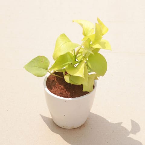 Gift Ready - Money Plant Golden in 4 Inch White Classy Cup Ceramic Pot