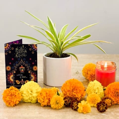 Gift Ready - Spider Green in 4 Inch White Classy Cylindrical Ceramic Pot