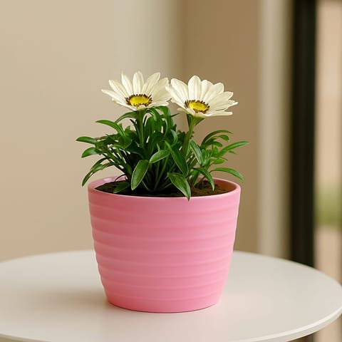 Gift Ready - Gazania (Any Colour) in 5 Inch Candy-Blush Pink Avora Premium Plastic Planter