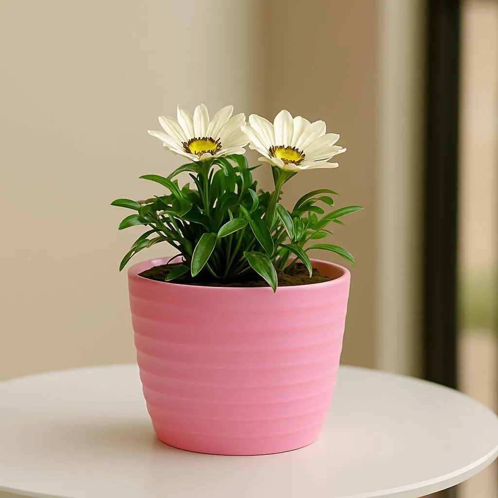 Gazania (Any Colour) in 5 Inch Candy-Blush Pink Avora Premium Plastic Planter