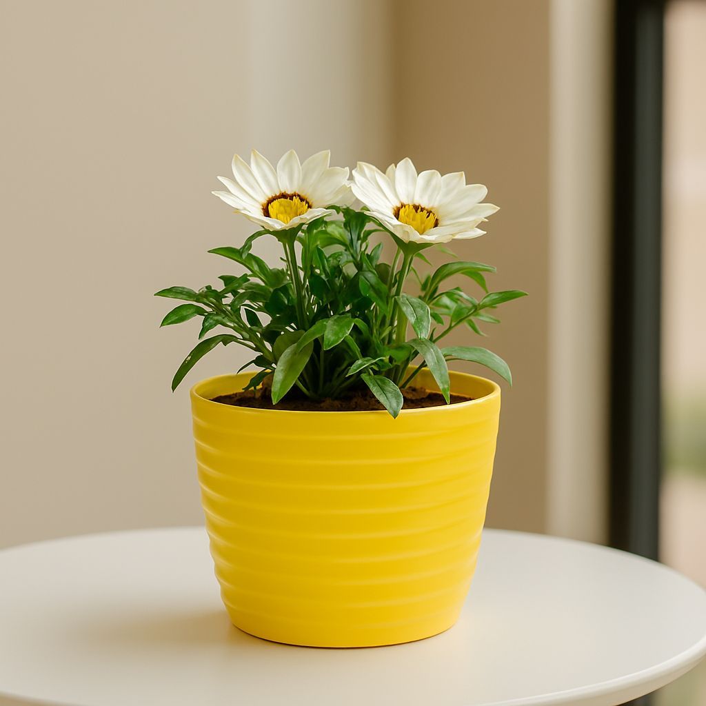 Gift Ready - Gazania (Any Colour) in 5 Inch Bloom Yellow Avora Premium Plastic Planter