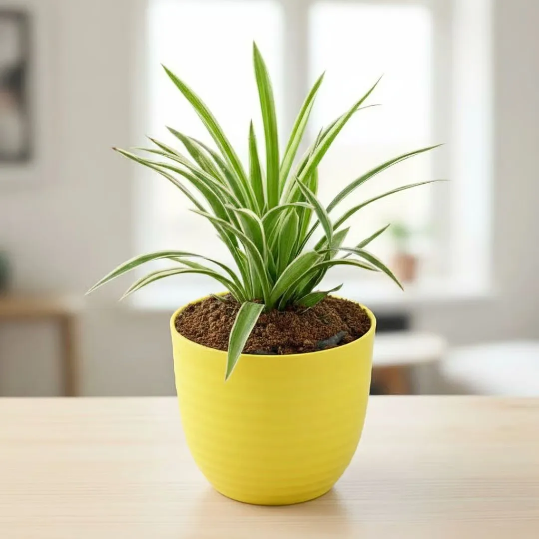 Gift Ready - Spider Green in 5 Inch Bloom Yellow Avora Premium Plastic Planter
