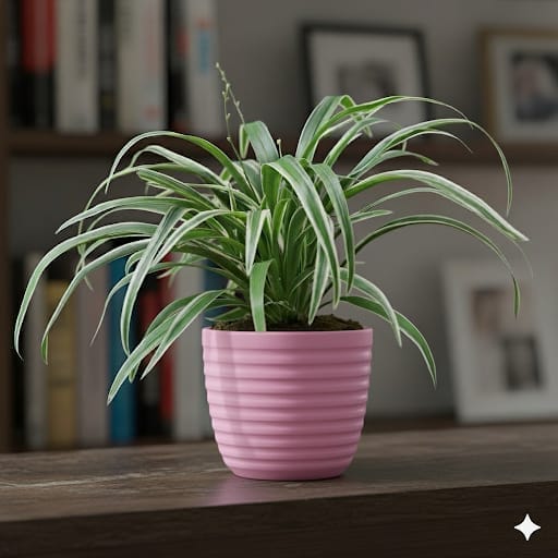 Gift Ready - Spider Green in 5 Inch Candy-Blush Pink Avora Premium Plastic Planter