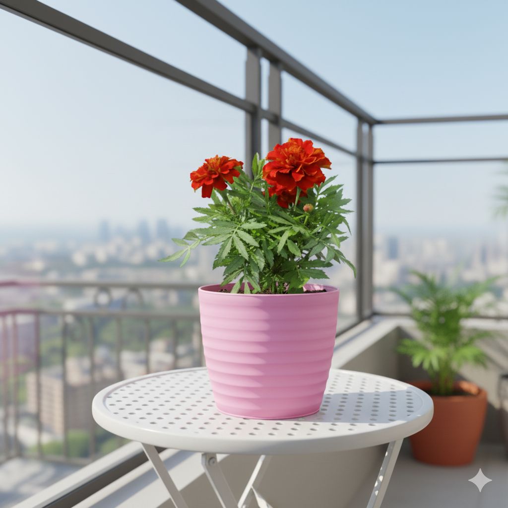 Gift Ready - Marigold / Genda Jafri (Any Colour) in 5 Inch Candy-Blush Pink Avora Premium Plastic Planter