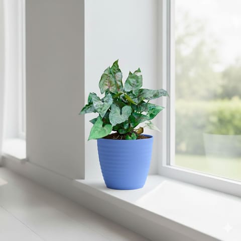 Gift Ready - Syngonium Bronze in 5 Inch Elvan Blue Avora Premium Plastic Planter