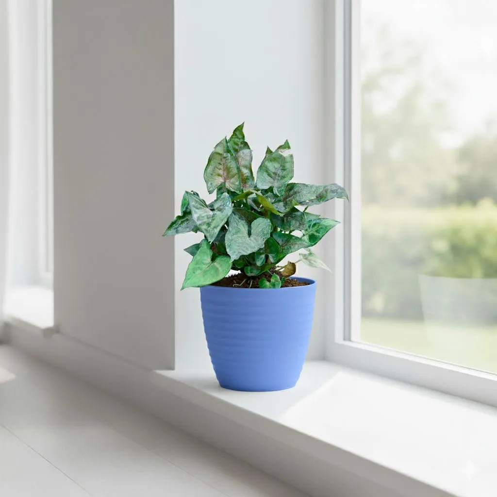 Gift Ready - Syngonium Bronze in 5 Inch Elvan Blue Avora Premium Plastic Planter