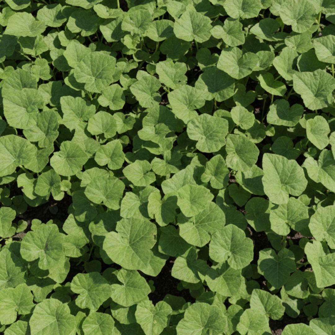 Set of 3 - Pumpkin / Kaddu in 3 Inch Nursery Bag