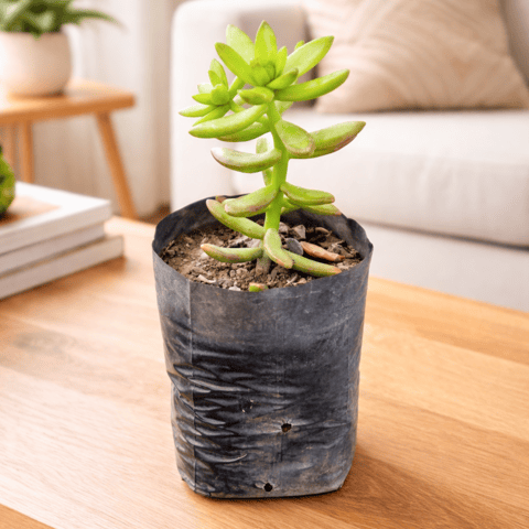 California Sunset Succulent in 4 Inch Nursery Bag