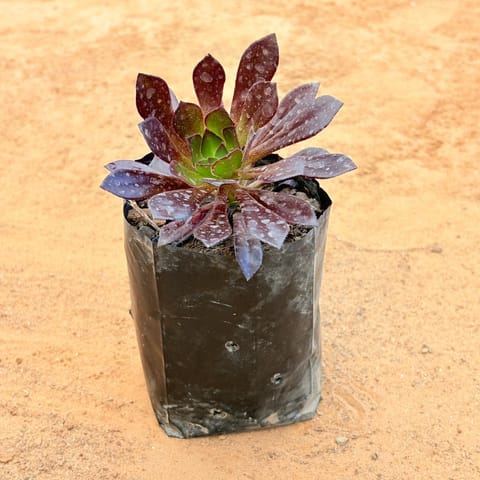 Aeonium Black Rose in 3 inch Nursery Bag