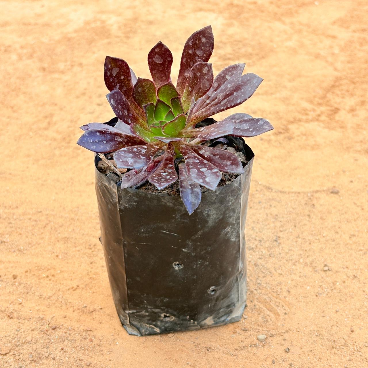 Aeonium Black Rose in 3 inch Nursery Bag