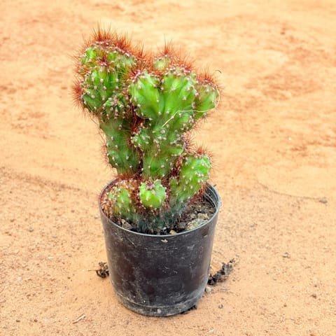 Boxer cactus in 3 Inch Nursery Pot