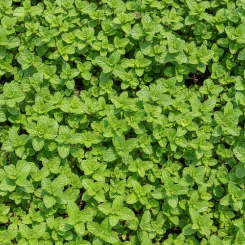 Set of 3 - Mint / Pudina Plant in 4 Inch Nursery Bag