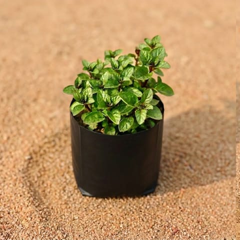 Mint / Pudina Plant in 4 Inch Nursery Bag