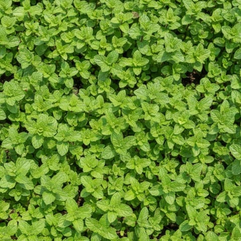 Set of 3 - Mint / Pudina Plant in 4 Inch Nursery Bag