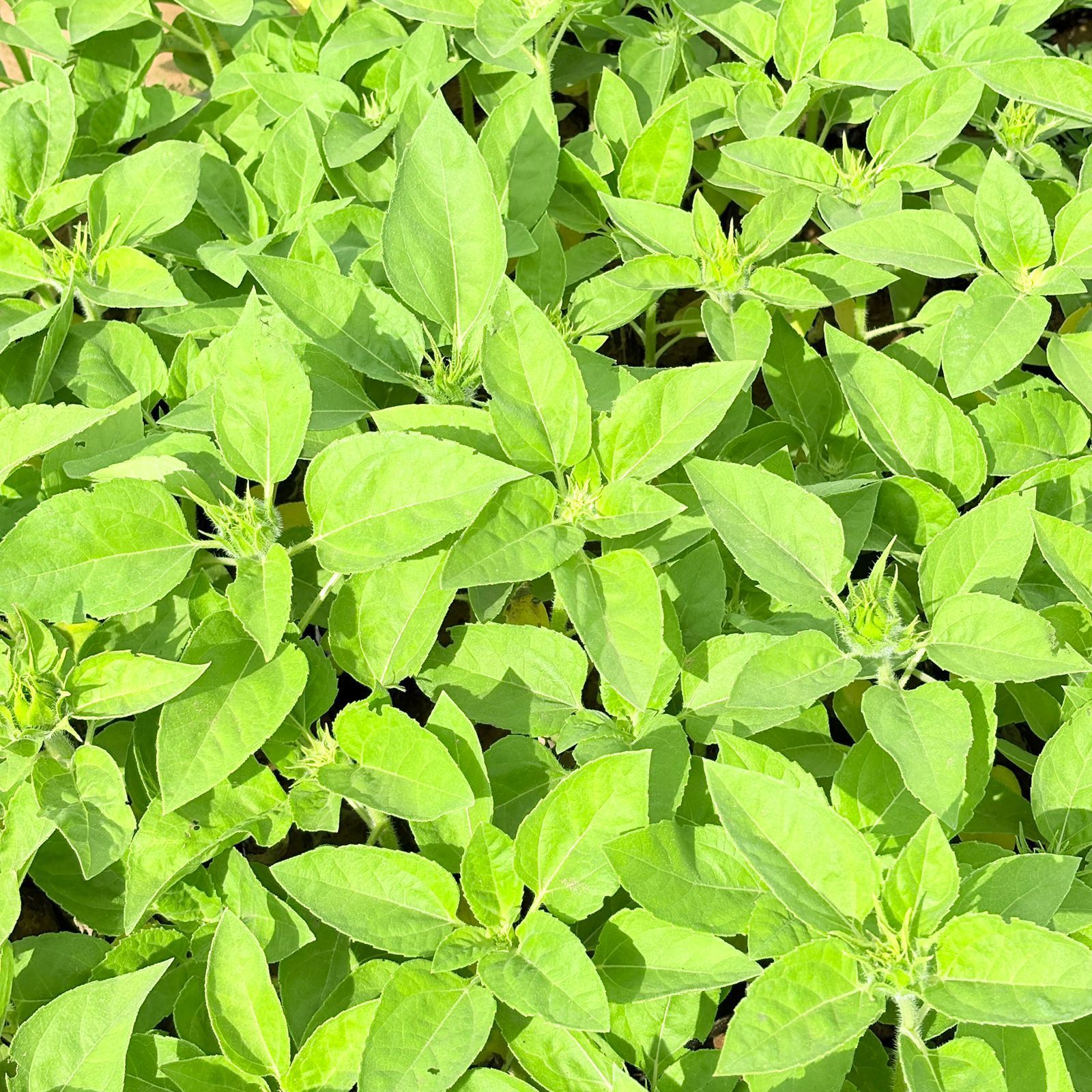 Set of 10 - Sunflower (any colour) in 4 inch Nursery Bag