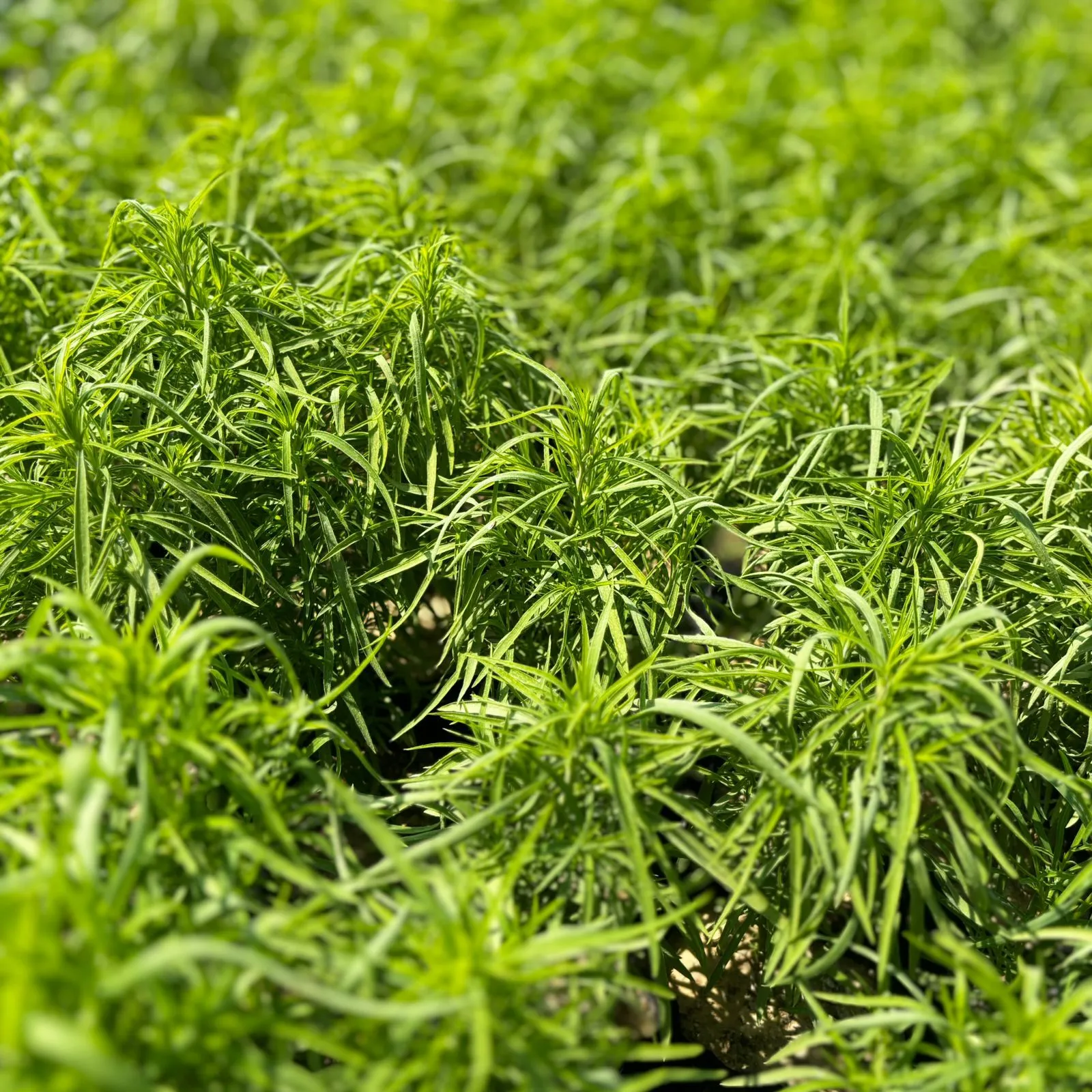 Set of 10 - Kochia in 3 inch Nursery bag