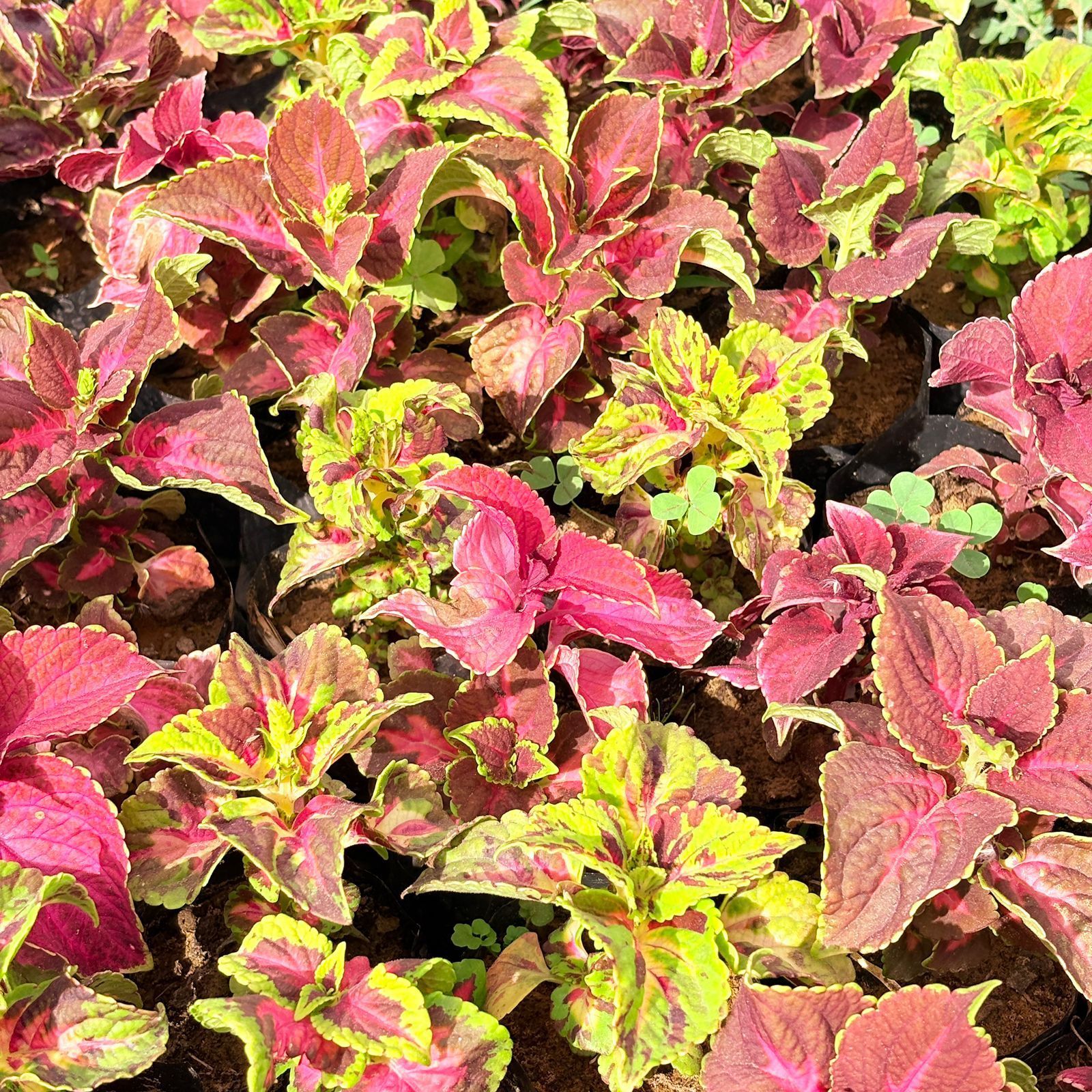 Set of 10 - Coleus (Any Colour) (Any Design) in 3 Inch Nursery Bag