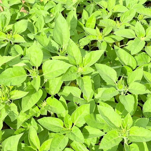 Set of 10 - Sunflower (any colour) in 4 inch Nursery Bag