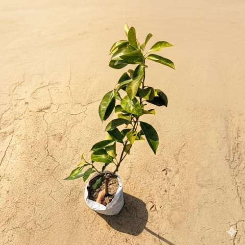 Grafted Jackfruit / Kathal in 6 Inch Nursery Bag