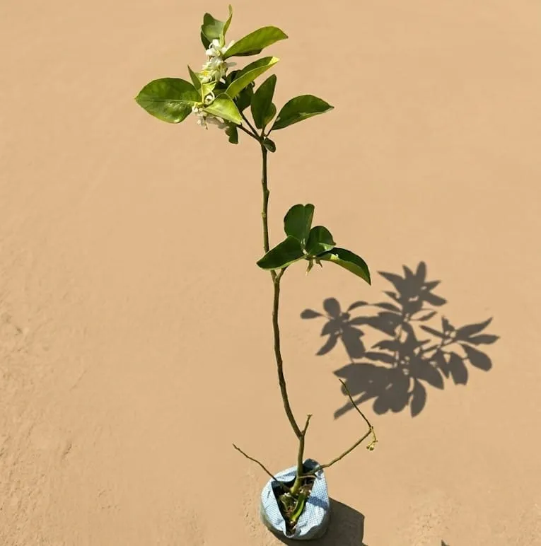 Grafted Aam / Mango All Time in 6 Inch Nursery Bag