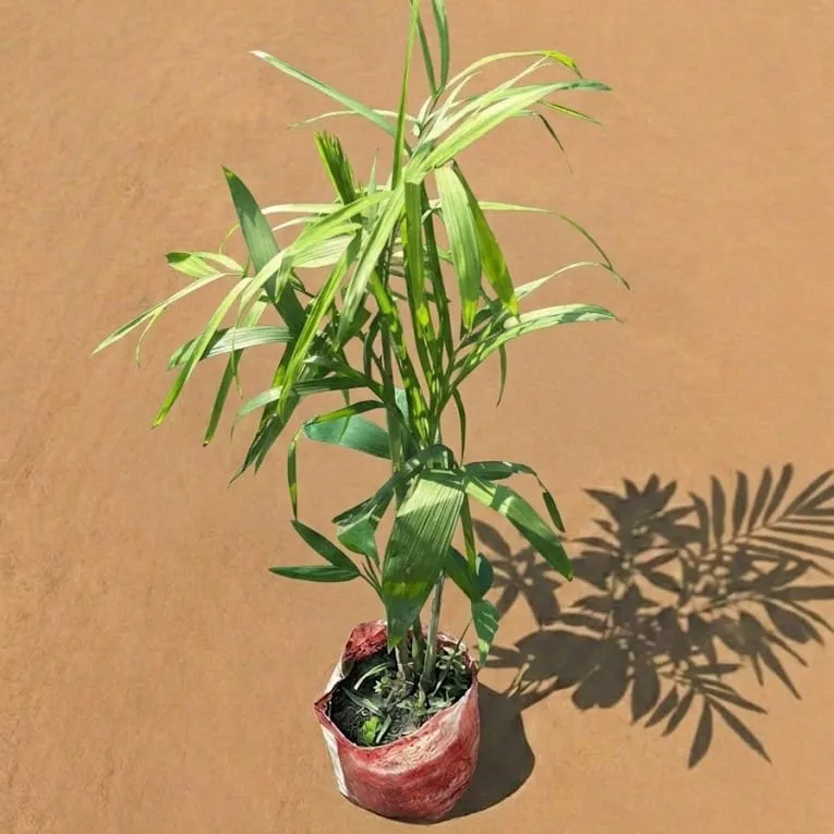 Rexona Palm (~ 2.5 Ft) in 4 Inch Nursery Bag