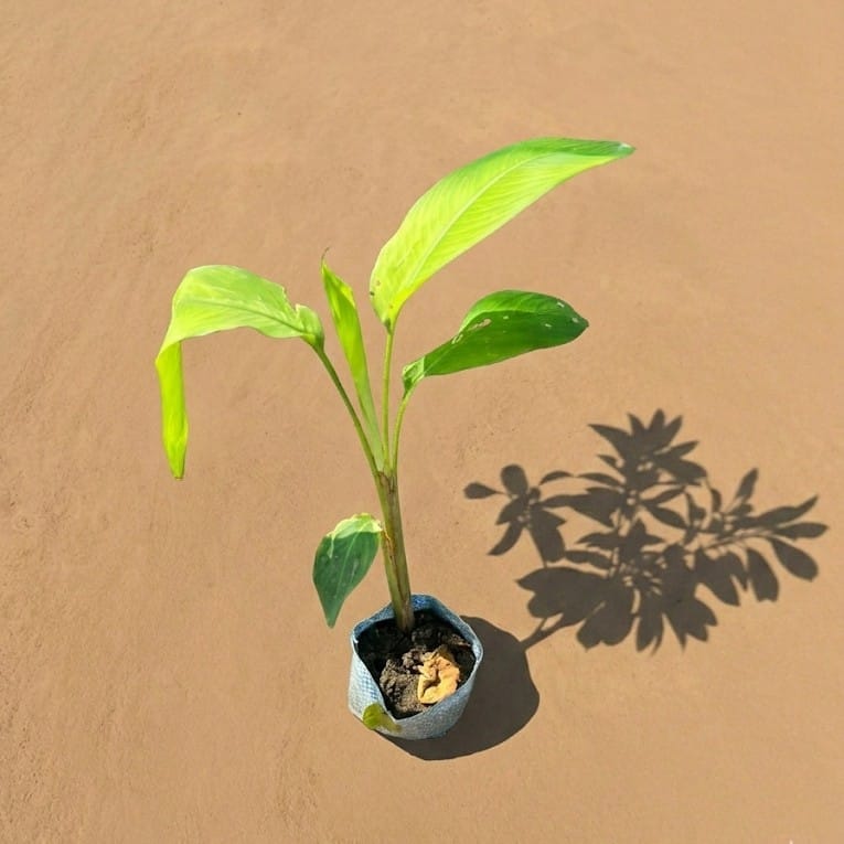 Heliconia in 4 Inch Nursery Bag