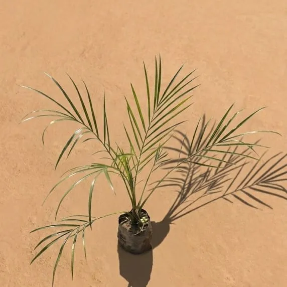 Phoenix Palm in 4 Inch Nursery Bag