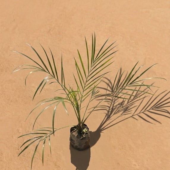 Phoenix Palm in 4 Inch Nursery Bag