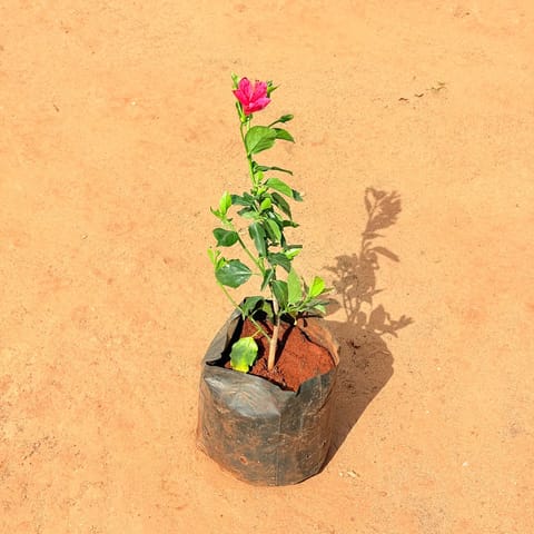 Hibiscus / Gudhal Mirchi (any colour)in 6 Inch Nursery Bag