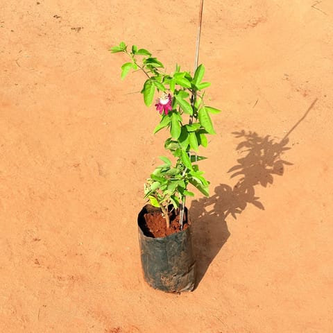 Rakhi Bel / Passiflora / Passion Flower Purple in 6 Inch Nursery Bag