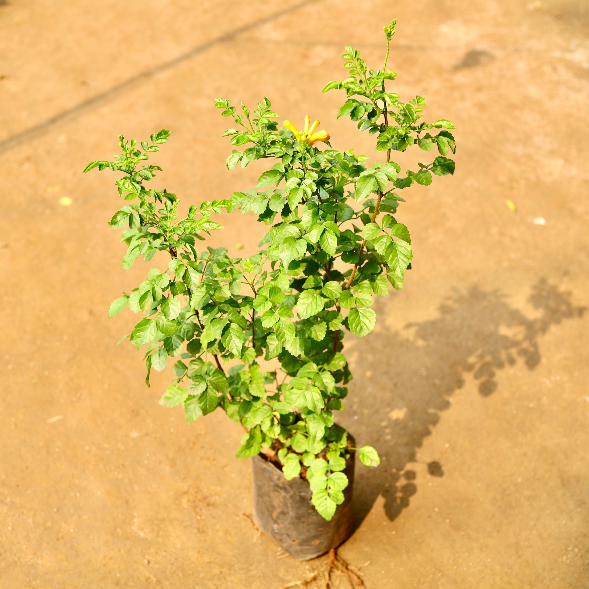 Honeysuckle (any colour) in 6 Inch Nursery Bag