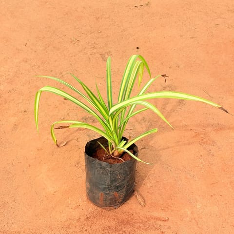 Pandanus / Screwpine in 6 inch Nursery Bag