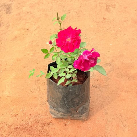 Kashmiri Rose Plant / Gulab Red in 6 Inch Nursery bag