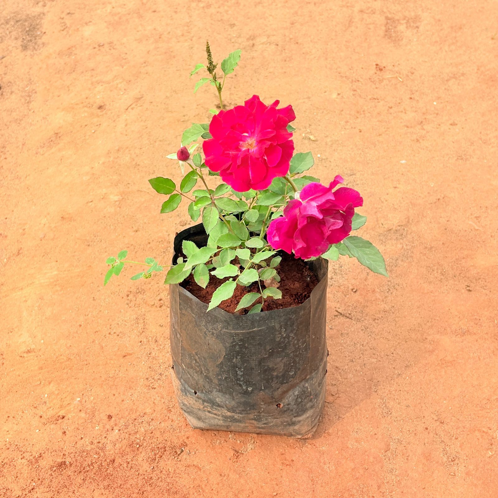 Kashmiri Rose Plant / Gulab Red in 6 Inch Nursery bag