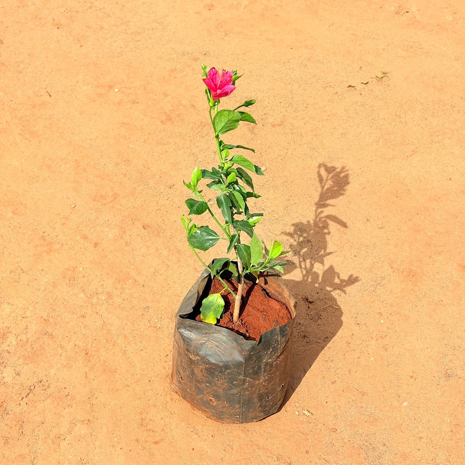 Hibiscus / Gudhal Mirchi (any colour)in 6 Inch Nursery Bag