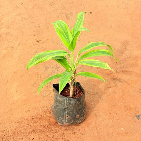Dracaena Tropical Ribbon in 6 Inch Nursery Bag