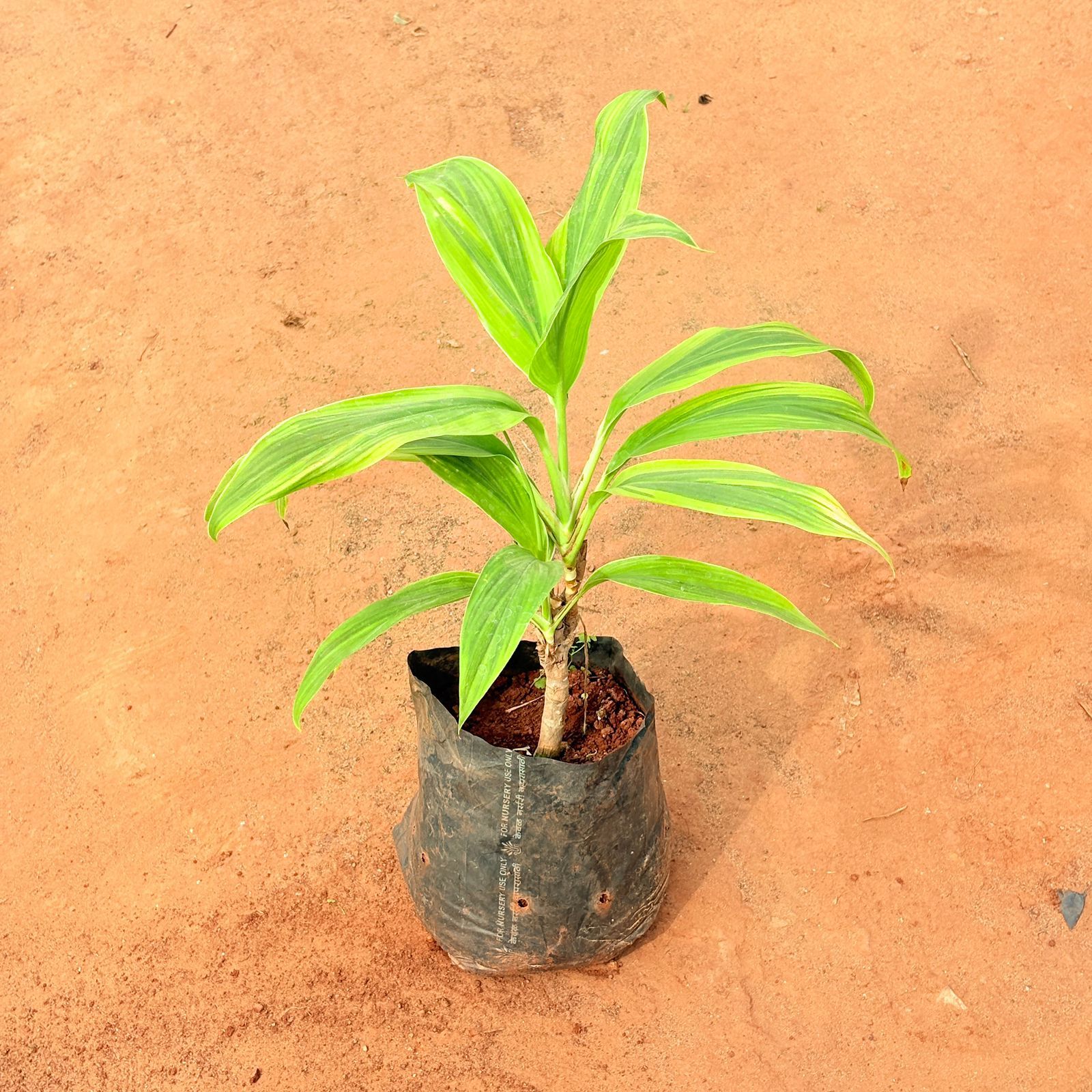 Dracaena Tropical Ribbon in 6 Inch Nursery Bag