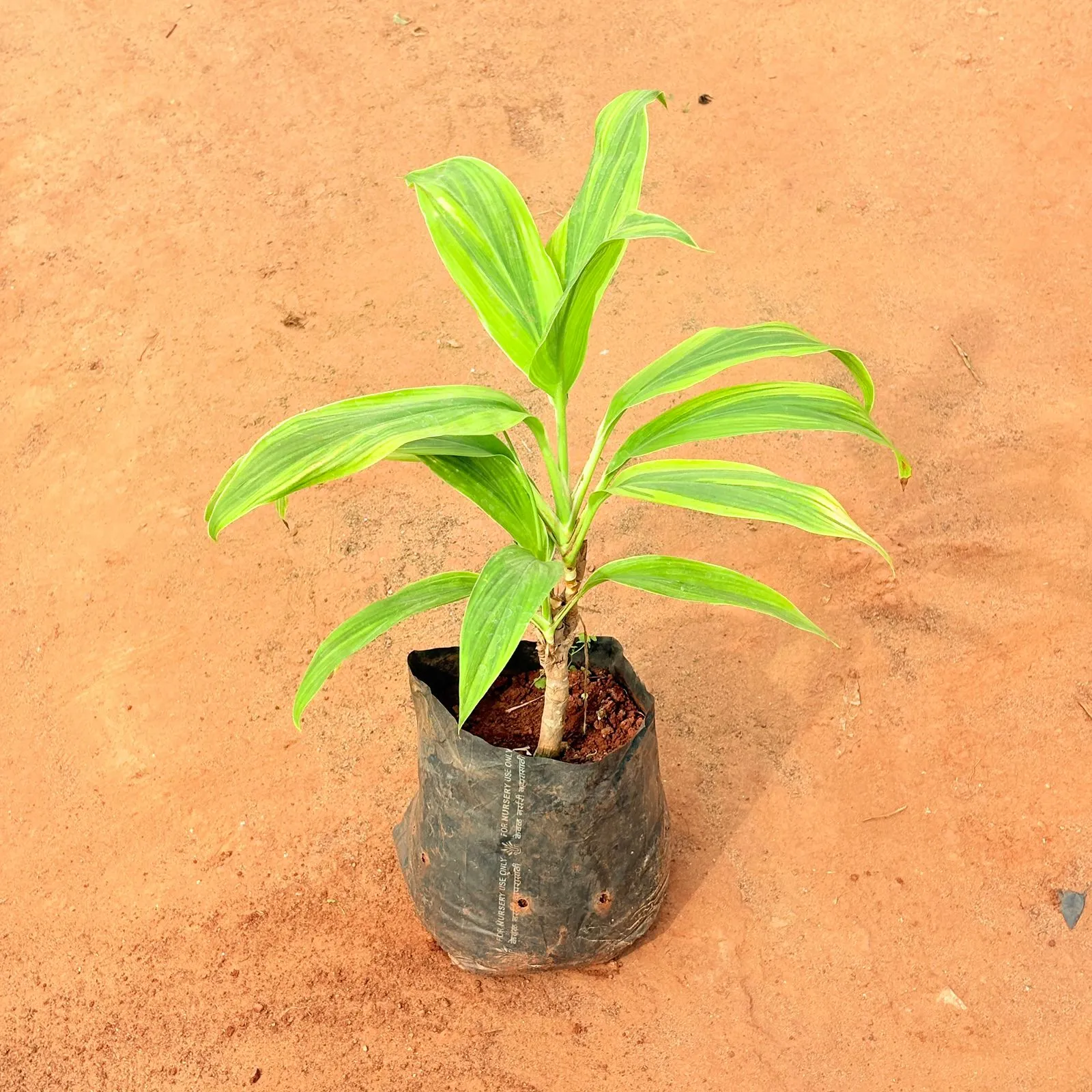 Dracaena Tropical Ribbon in 6 Inch Nursery Bag