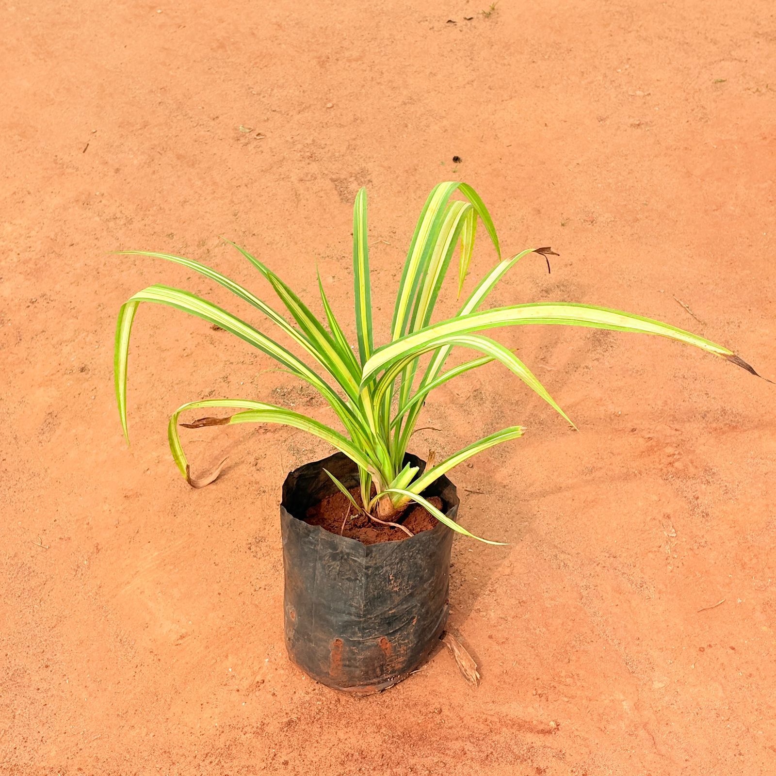 Pandanus / Screwpine in 6 inch Nursery Bag